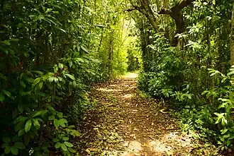 Stream trail.