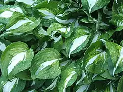 Hosta - Hosta 'Undulata'