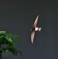Dorsal view in India – displaying the square, white rump patch