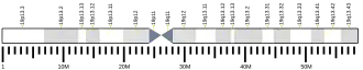 Chromosome 19 (human)
