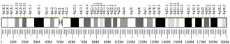 Chromosome 4 (human)