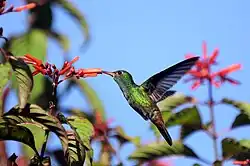 At La Selva, Costa Rica