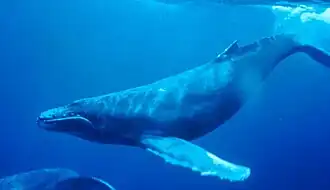 Humphrey the Whale a Humpback whale (Megaptera novaeangliae) that entered the bay