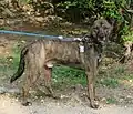 For comparison without dilute gene: black-light brown brindle dog