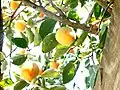Persimmons from village