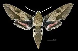 Male Hyles nicaea nicaea
