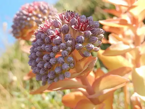 Inflorescence