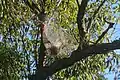 Web on willow