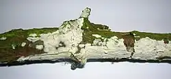 Hyphodontia sambuci