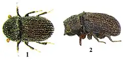 Hypoborus ficus