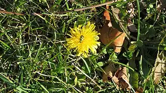 Dandelion