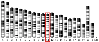 Chromosome 11 (mouse)