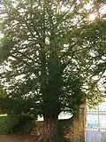 A yew tree in the cemetery