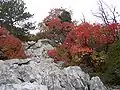Karst landscape in the Province of Trieste