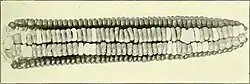 8 rowed corn