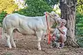 Show cow at Buskett, Rabat