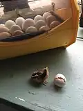 Incubator with freshly hatched chick