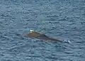 Pattern observed on the dorsal fin of Indian Humpback Dolphins