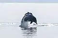 Indian Ocean Humpback Dolphin lunging out of water