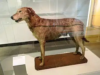 Patrick of Ifold, born 1923, now in the Ulster Museum