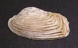 Irus elegans from New Zealand