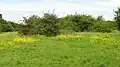 Islip Manor Meadows