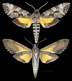 Isognathus rimosa
