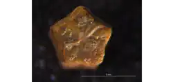 Isselicrinus sp.; fossil stalk fragment