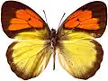 Ixias pyrene insignis, Taiwan