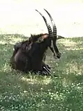 Antelope.