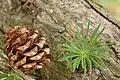 Old cone and young needles growing out of a branch