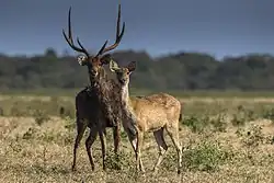 Two brown cervids