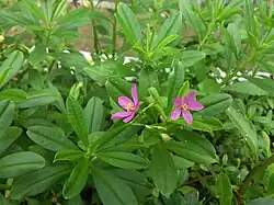 Talinum fruticosum