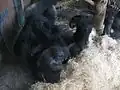 Western lowland gorilla