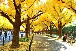 Autumn trees