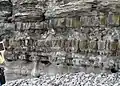Joint spacing in mechanically stronger limestone beds shows increase with bed thickness, Lilstock Bay, Somerset.
