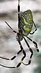Female spider found in Bukhansan National Park, Seoul, South Korea