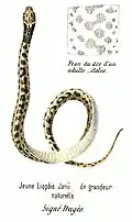 Study of a viper