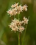 Blunt-flowered rush