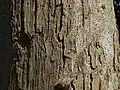 Bark