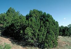 Juniper