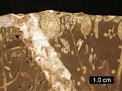Cross-section of a Jurassic rockground; borings include Gastrochaenolites (some with boring bivalves in place) and Trypanites; Mendip Hills, England; scale bar = 1&nbsp;cm.