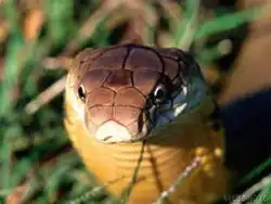 The King Cobra, Ophiophagus hannah