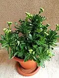 Buds