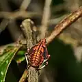 Nymph