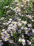 Kalimeris incisa - habit