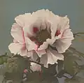 Hand-colored collotype, 1896.