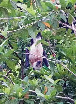 Brown bat