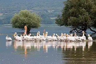 White pelicans at the lake
