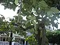 A Geiger tree